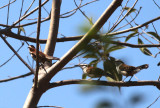 Rufous-naped Wrens