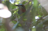 Turquise-browed motmot