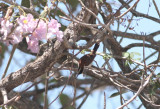 Rufous-naped Wren