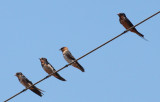 Cave & Barn Swallows