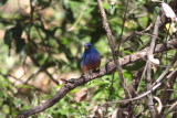 Rose-bellied Bunting
