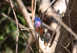 Rose-bellied Bunting