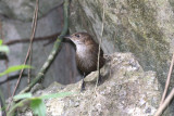 Navas Wren