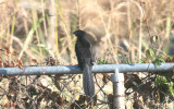 Groove-billed Ani