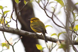 Prairie Warbler