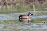 Blue-winged Teal