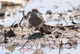 Pectoral Sandpiper