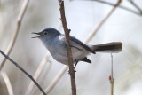 Blue-gray Gnatcatcher