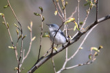 Blue-gray Gnatcatcher