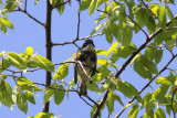 Yellow-rumped Warbler