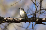 Blue-headed Vireo