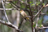 Palm Warbler