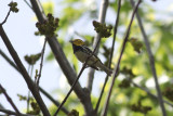 Black-throated Green Warbler