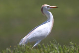 Cattle Egret