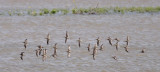 Long-billed Dowitchers in flight