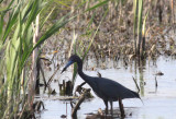 Little Blue Heron