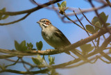 Lark Sparrow