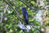 Blue Grosbeak