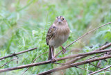 Grasshopper Sparrow