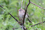 Field Sparrow