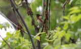 Bay-breasted Warbler