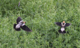 Bobolinks