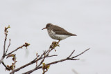 Spotted Sandpiper
