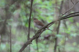 Veery