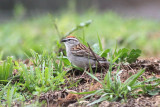 Chipping Sparrow
