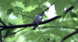 Cerulean Warbler