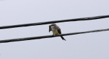 Scissor-tailed Flycatcher x Western Kingbird