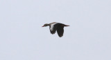 Black-bellied Whistling-Duck