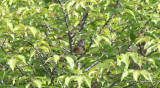 Gray-backed Thrush