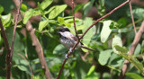 Marsh Tit