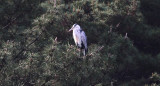 Gray Heron