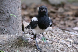 Common Magpie (juv)