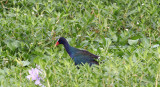 Purple Gallinule