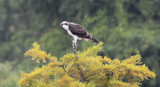 Osprey