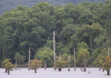 Brown Pelican