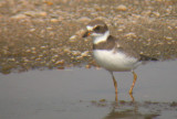 Semipalmated Plover