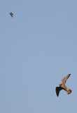 Peregrine & Least Sandpiper