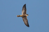 Peregrine Falcon (unsuccessful pass)