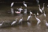 Roseate Spoonbill