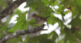 Ovenbird