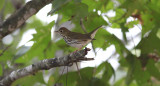 Ovenbird