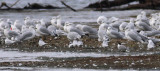 Common Tern