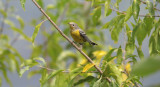 Magnolia Warbler