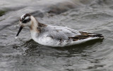 Red Phalarope