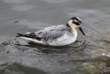 Red Phalarope