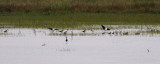 Black-necked Stilts